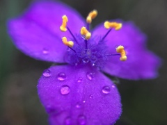 Tradescantia crassifolia