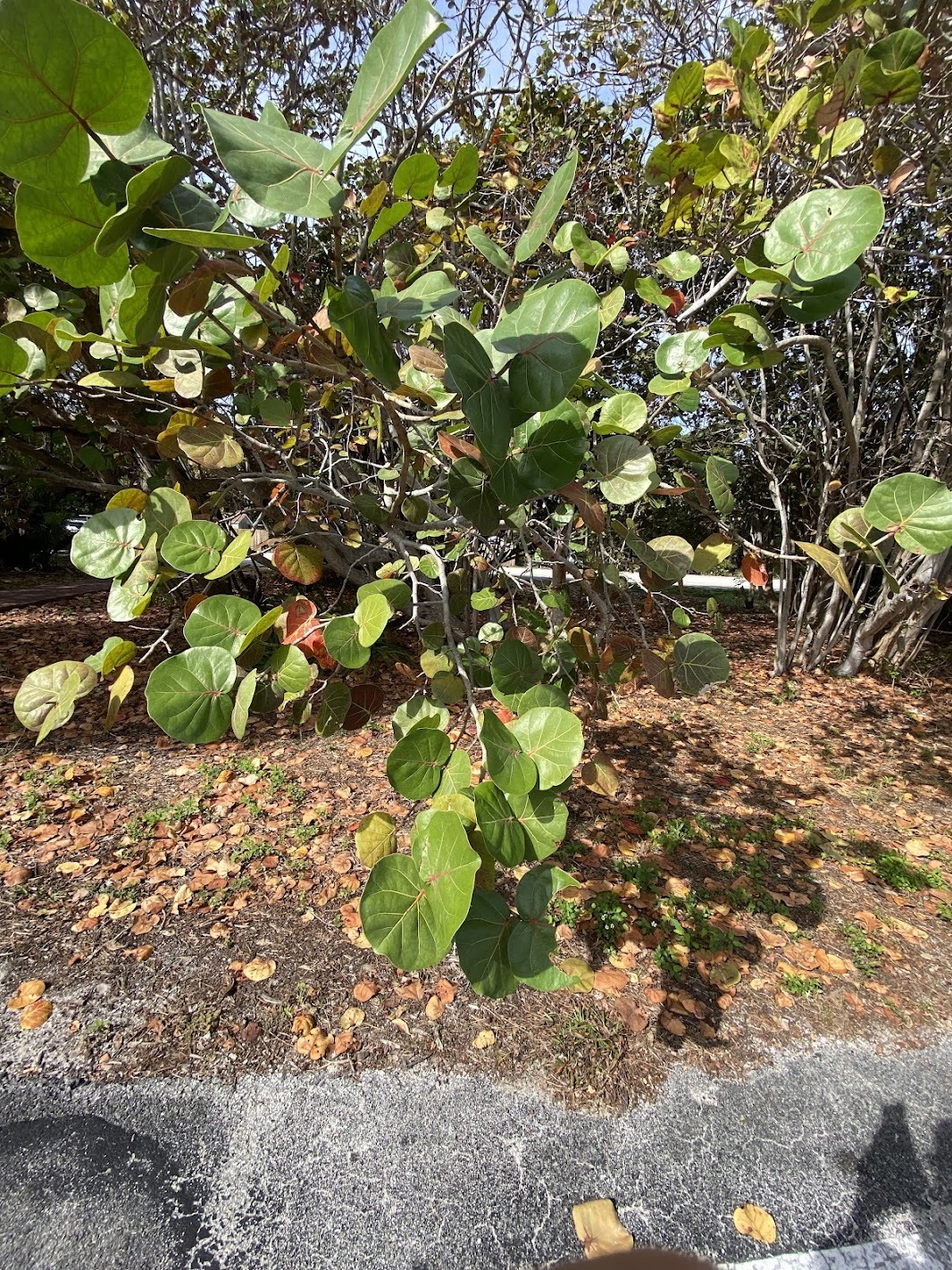 Imagem de Uva-do-mar