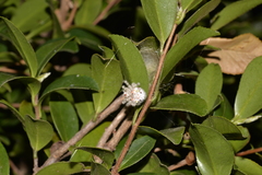 Ordgarius magnificus