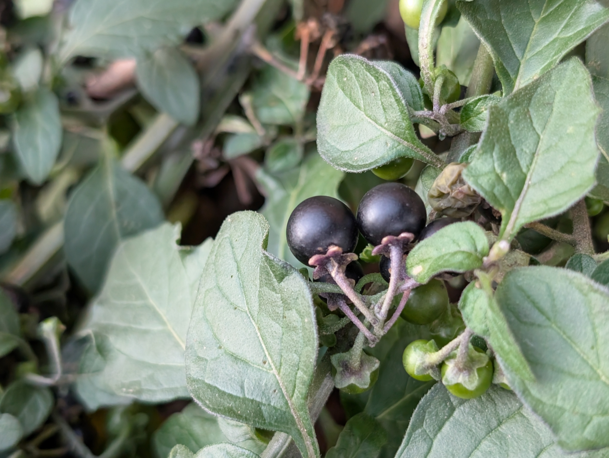 Imagem de Pimenta-de-galinha