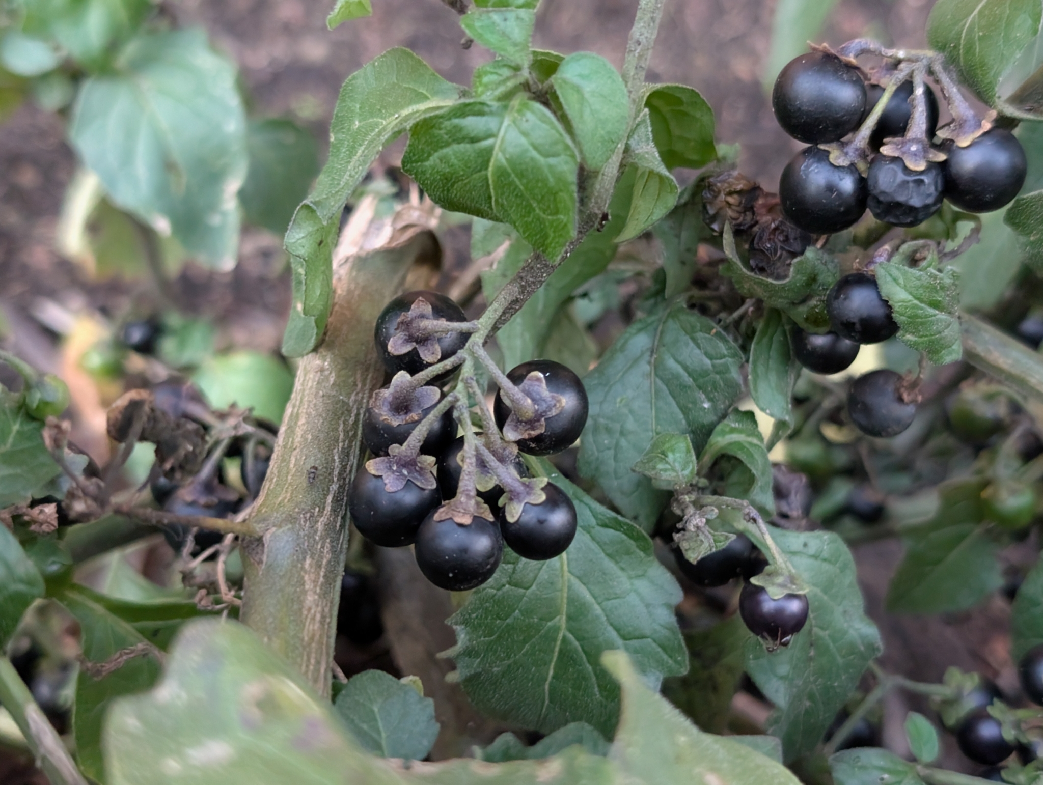 Imagem de Pimenta-de-galinha