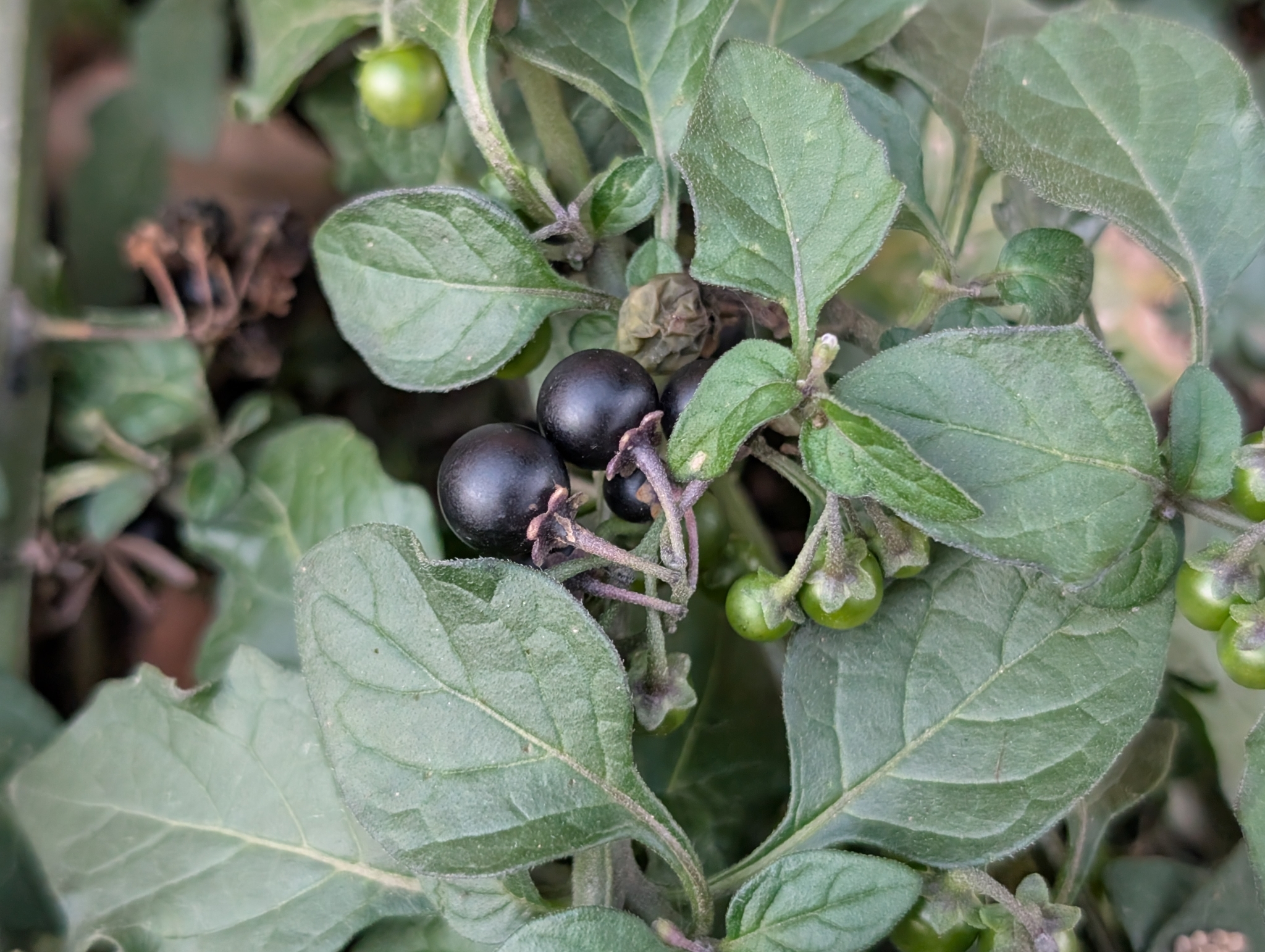 Imagem de Pimenta-de-galinha