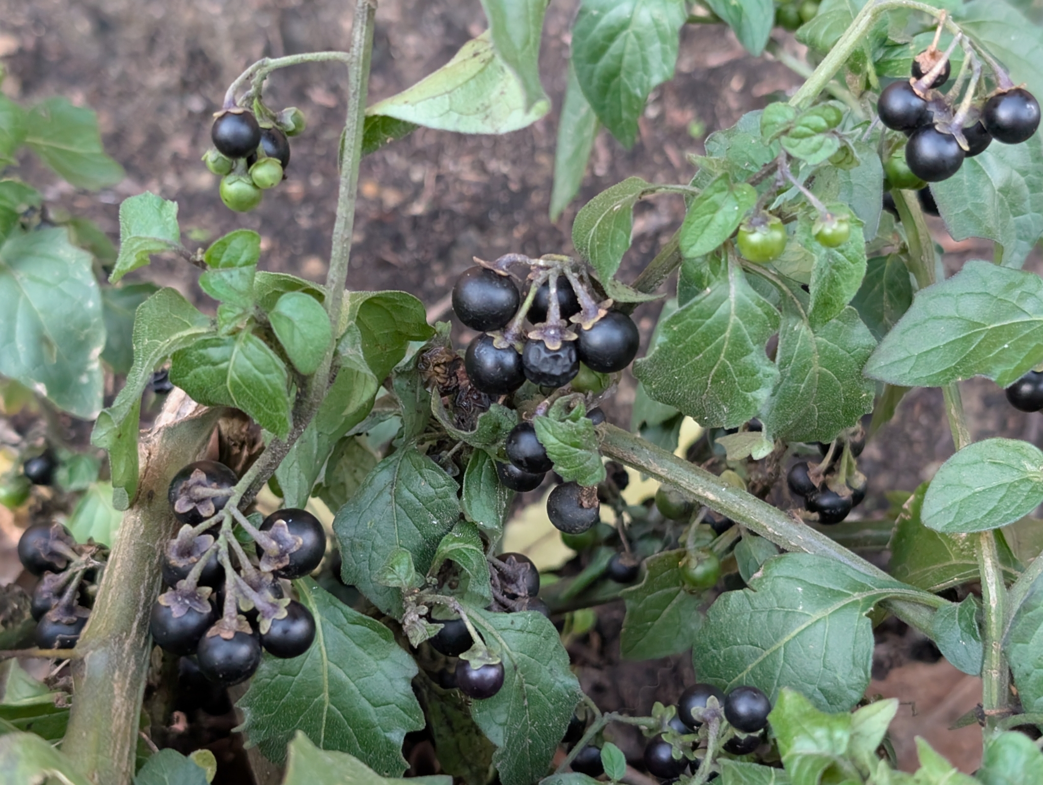 Imagem de Pimenta-de-galinha