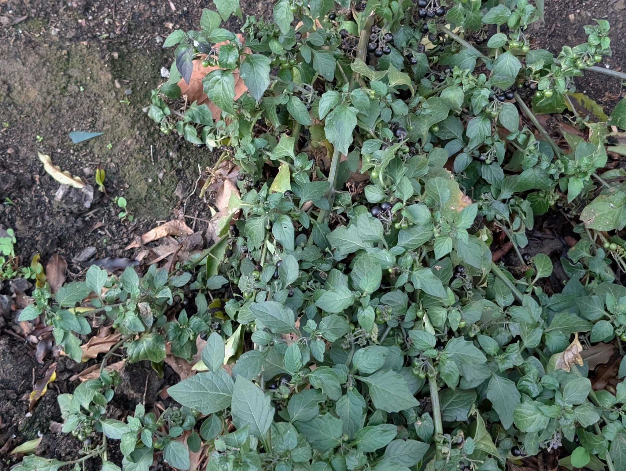 Imagem de Pimenta-de-galinha