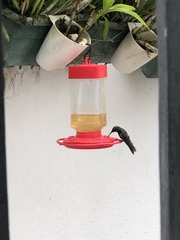Anthracothorax dominicus