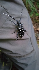 Anoplophora macularia