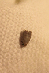 Psilocorsis reflexella