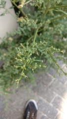 Chenopodium album