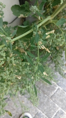 Chenopodium album
