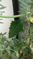 Chenopodium album