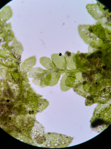 Leptolejeunea elliptica observed 2025-01-02