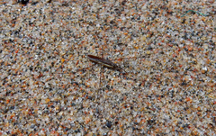 Limnoporus dissortis