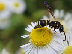 Ancistrocerus catskill