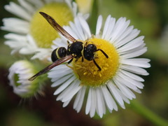 Ancistrocerus catskill