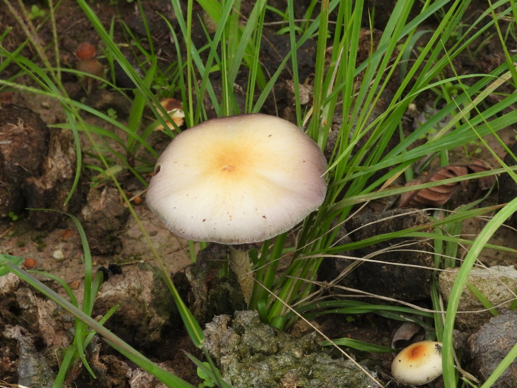 Psilocybe cubensis · December 2024 · photo: © juliocastellain (iNaturalist, cc-by-sa)