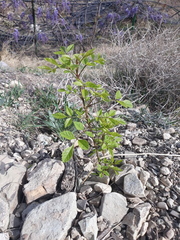 Fraxinus ornus ornus