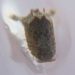 Horned Isopod - Photo (c) Butor and Gogol, some rights reserved (CC BY-NC), uploaded by Butor and Gogol