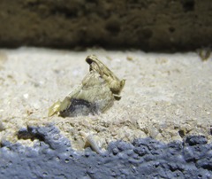 Scenedra decoratalis