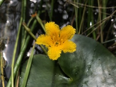 Nymphoides fallax