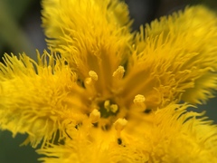 Nymphoides fallax