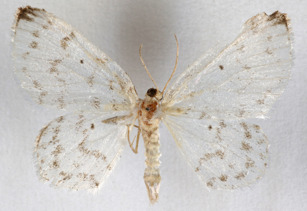 Hydrelia brunneifasciata
