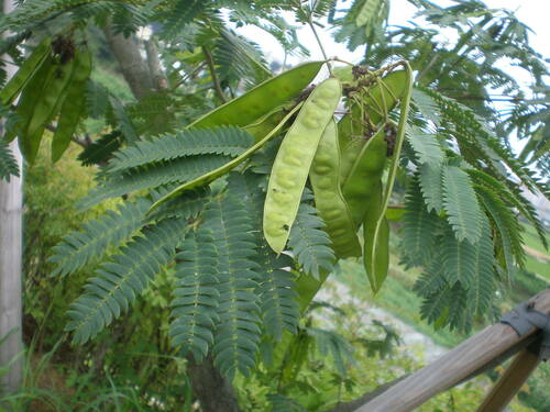 Albizia julibrissin