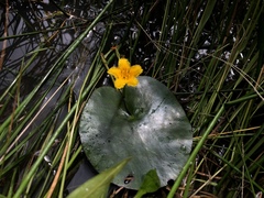 Nymphoides fallax