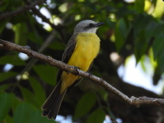 Tyrannus albogularis