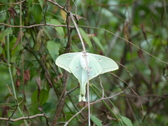 Actias selene