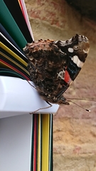 Vanessa atalanta