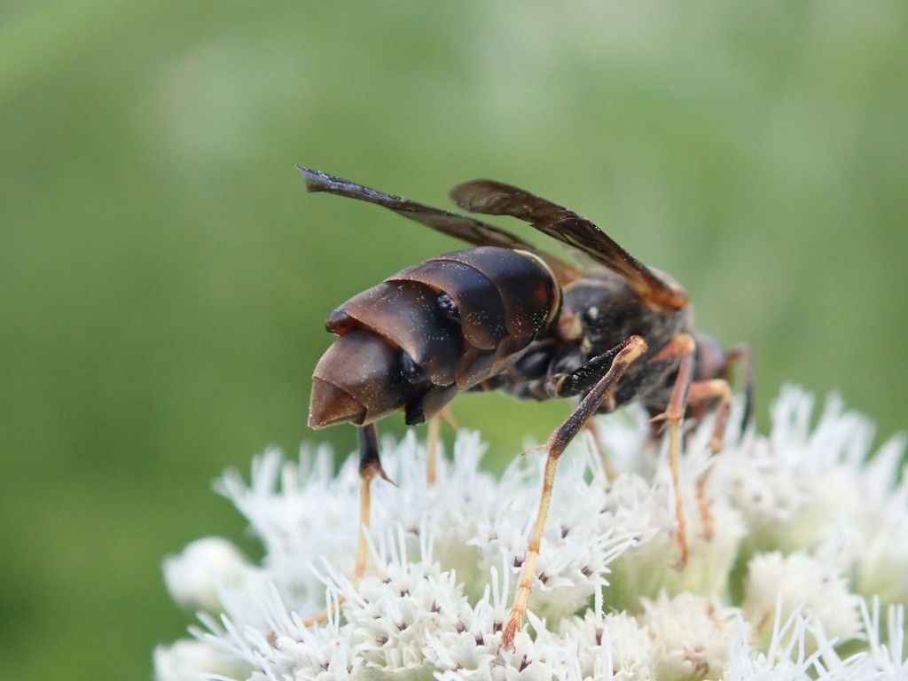 Stylopidia