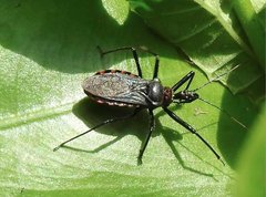 Rhynocoris marginellus