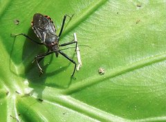 Rhynocoris marginellus