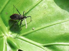 Rhynocoris marginellus