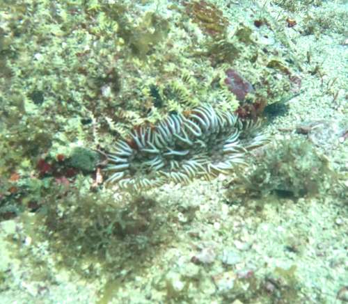 Photo of Branching anemone (Lebrunia neglecta)