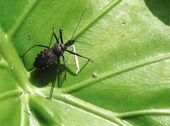 Rhynocoris marginellus