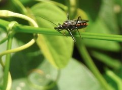 Rhynocoris marginellus
