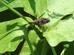 Rhynocoris marginellus