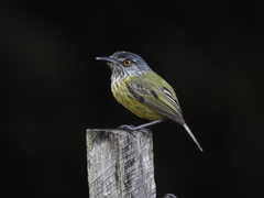 Todirostrum maculatum