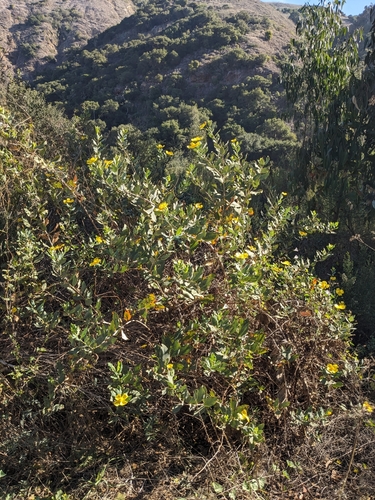 Image of Dendromecon harfordii by (c) Aaron Kreisberg, some rights reserved (CC BY)