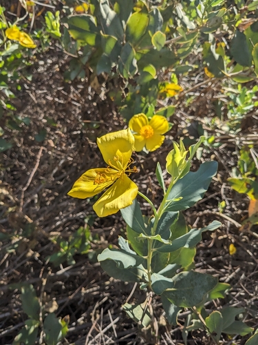 Image of Dendromecon harfordii by (c) Aaron Kreisberg, some rights reserved (CC BY)