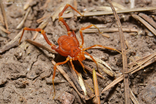 Neopucroliella sanctiludovici