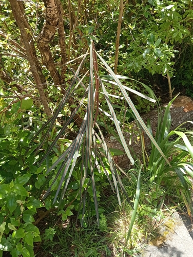Foto de Lancewood