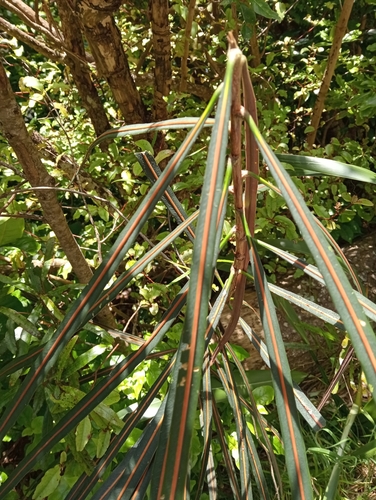 Foto de Lancewood
