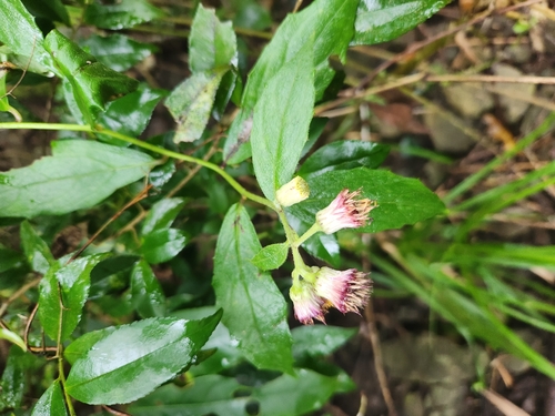 Image of Big-Flowered Blumea (Blumea megacephala) by (c) Sophia Lee, some rights reserved (CC BY)
