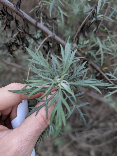 Image of Artemisia palmeri by (c) Jason Schock, some rights reserved (CC BY)