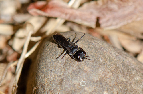Pisonopsis, 2025-01-01