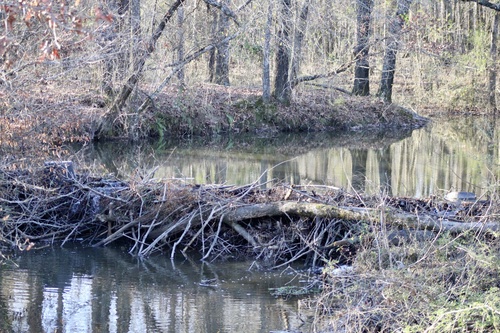 American Beaver photographed in Arkansas