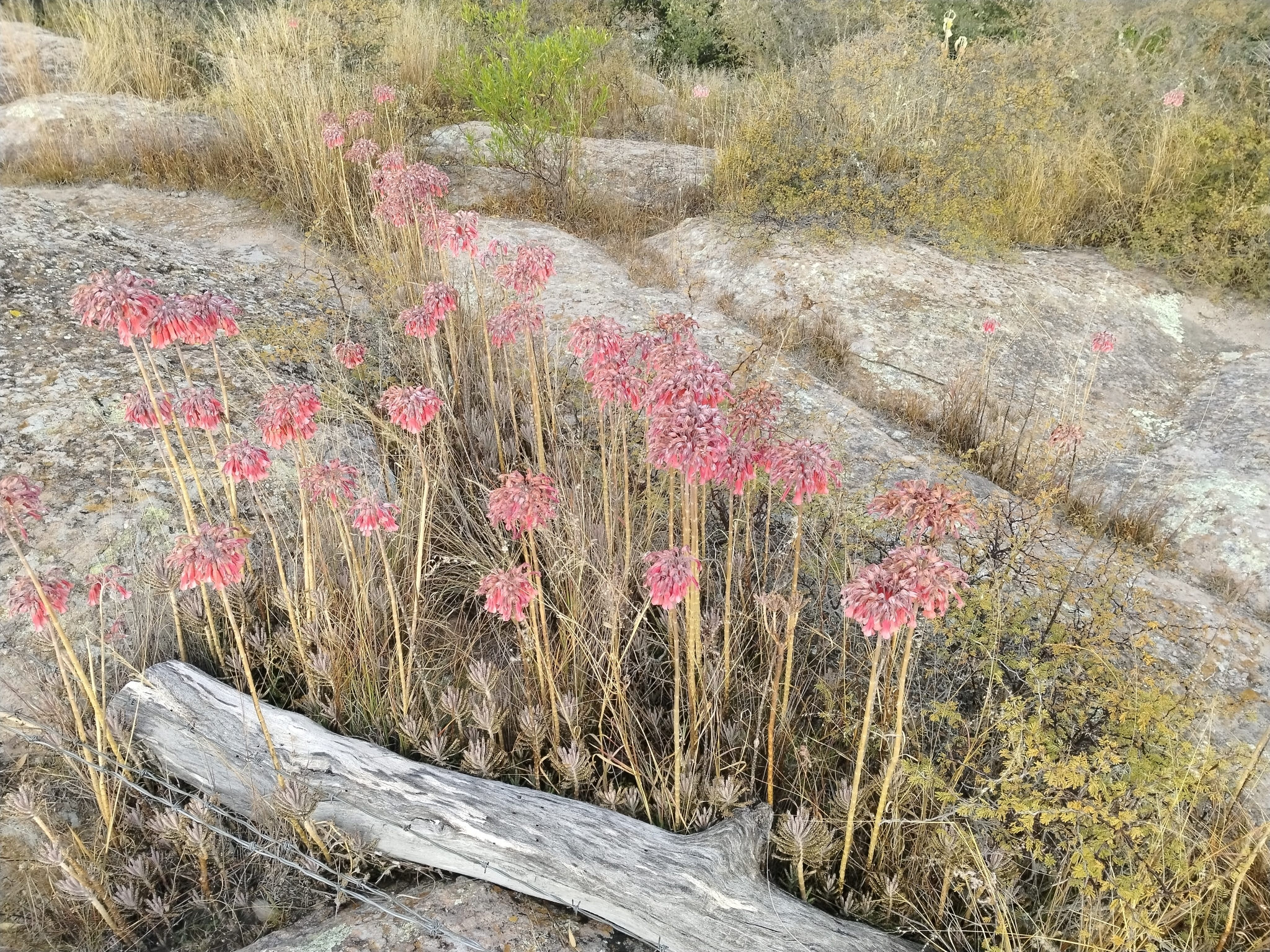 Imagem de Flor da fortuna