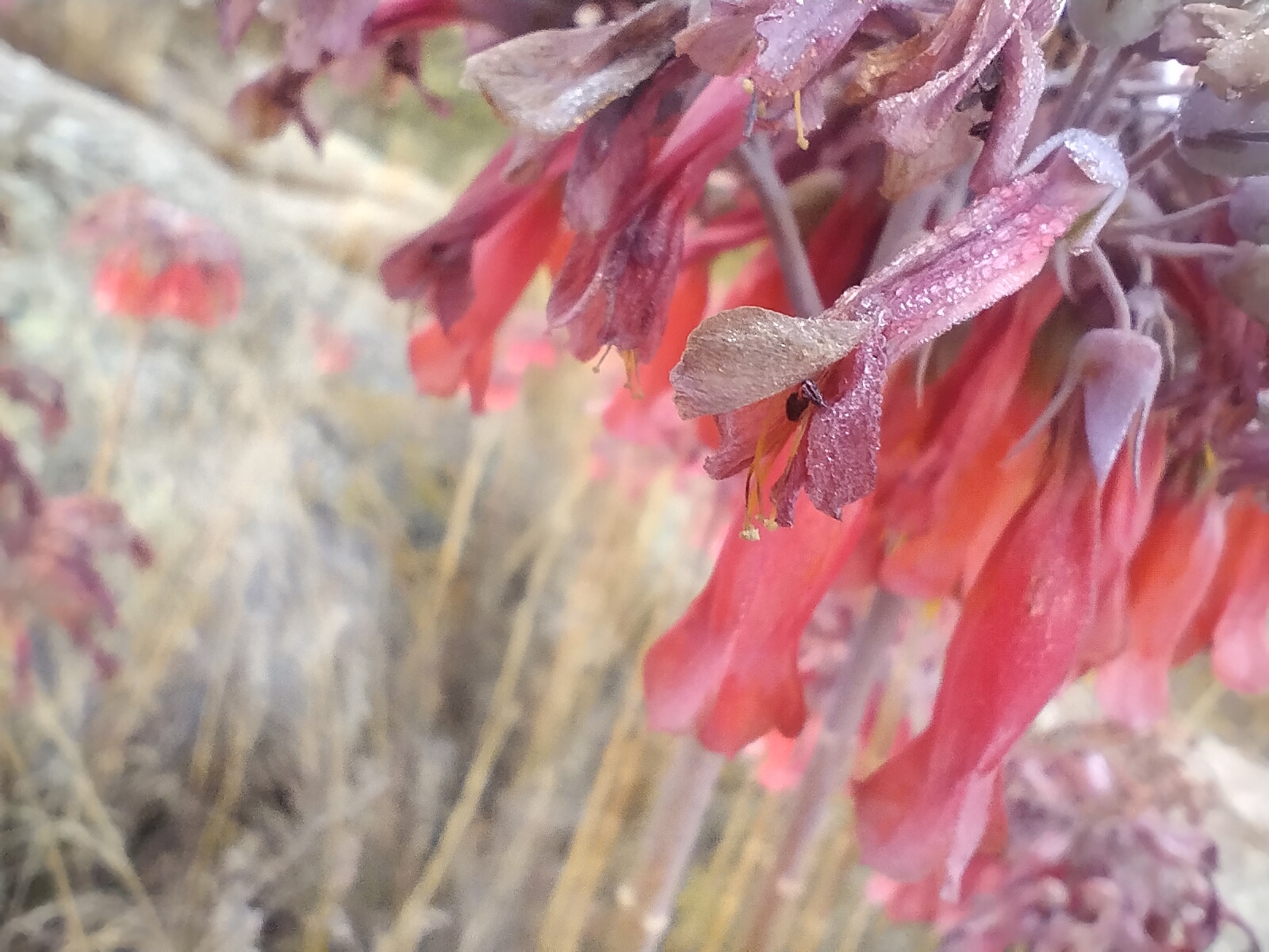 Imagem de Flor da fortuna